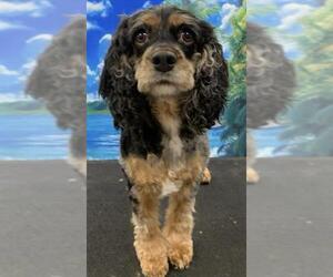 Cocker Spaniel Dogs for adoption in Westminster, MD, USA