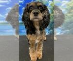 Small Cocker Spaniel