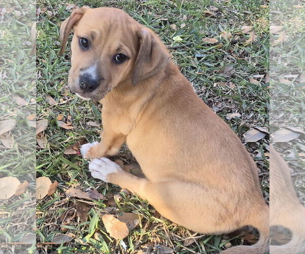 Medium Photo #2 ShiChi Puppy For Sale in The Woodlands, TX, USA