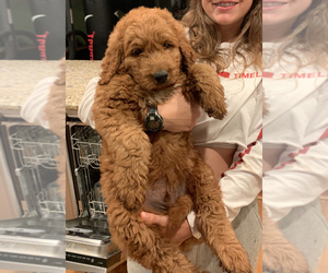 Goldendoodle Puppy for sale in SAN DIEGO, CA, USA