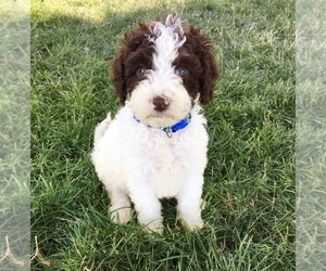 Spanish Water Dog Puppy for sale in PARMA, ID, USA