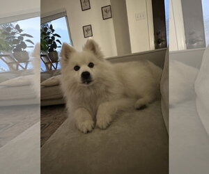 Rogue of Kyle TX - Male American Eskimo Dog Dog for Adoption - Photo #2