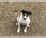 Small Photo #1 Rat Terrier Puppy For Sale in FRANKLIN, TN, USA