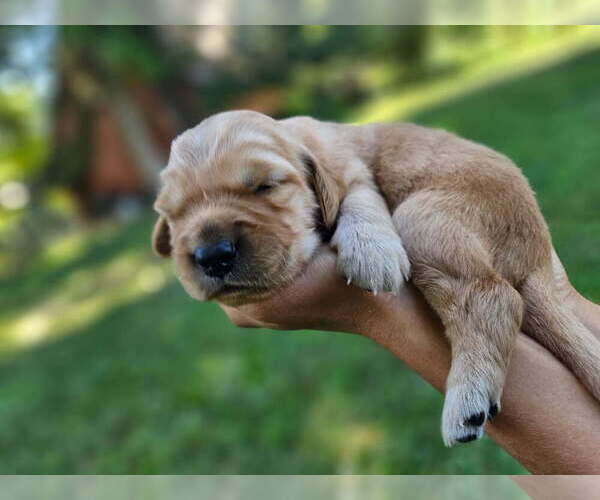Medium Photo #5 Golden Retriever Puppy For Sale in PRINCEVILLE, IL, USA