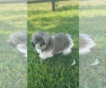 Small Photo #15 Lhasa-Poo Puppy For Sale in CANOGA, NY, USA