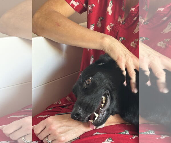 Medium Photo #5 Labrador Retriever-Unknown Mix Puppy For Sale in San Diego, CA, USA