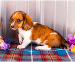Small Photo #50 Dachshund Puppy For Sale in WAKARUSA, IN, USA
