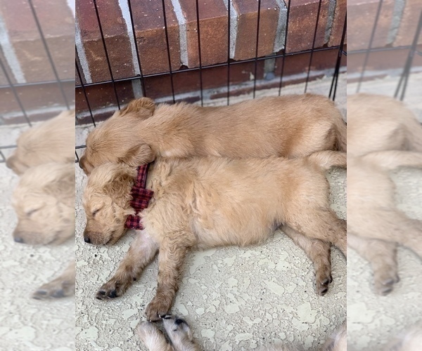 Medium Photo #8 Golden Retriever Puppy For Sale in VALDOSTA, GA, USA