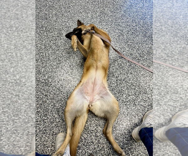 Medium Photo #3 Mutt Puppy For Sale in Imlay City, MI, USA