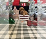Small Photo #60 Golden Retriever Puppy For Sale in LAKELAND, FL, USA