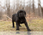 Small Photo #1 Mastiff-Neapolitan Mastiff Mix Puppy For Sale in BRISTOL, IN, USA