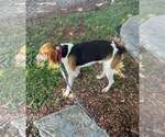 Small #4 American Foxhound