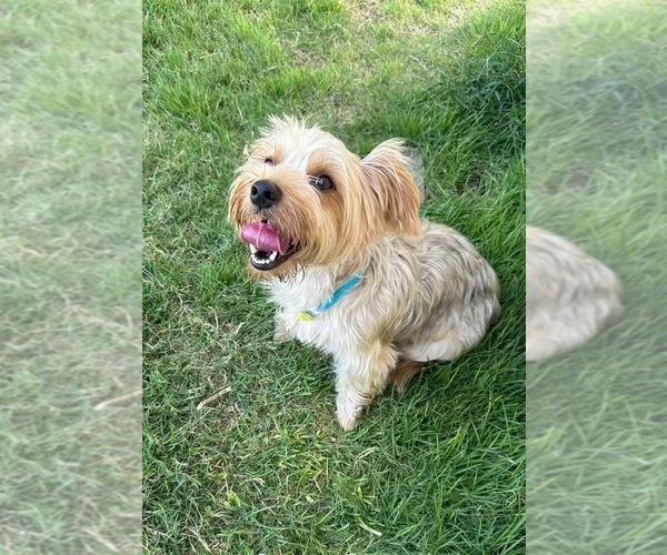 Medium Photo #1 Mutt Puppy For Sale in FRAMINGHAM, MA, USA
