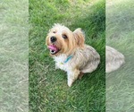 Small Mutt