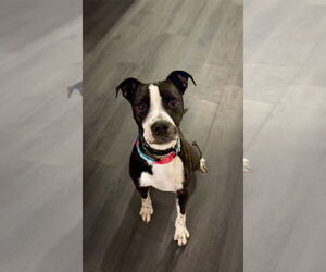 Boxer-Unknown Mix Dogs for adoption in Albuquerque, NM, USA