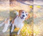 Small Photo #6 Beagle Puppy For Sale in Melrose, FL, USA
