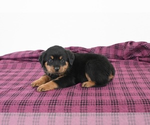 Rottweiler Puppy for sale in APPLE CREEK, OH, USA