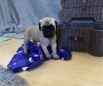 Small Photo #8 Mastiff Puppy For Sale in BRUCETON MILLS, WV, USA