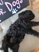 Small Photo #5 Portuguese Water Dog Puppy For Sale in CALHOUN, GA, USA