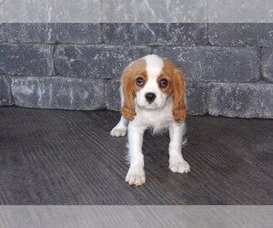 Cavalier King Charles Spaniel Puppy for sale in WESTCLIFFE, CO, USA