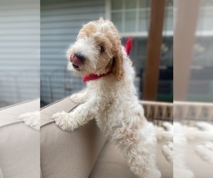 Springerdoodle Puppy for sale in BUFORD, GA, USA