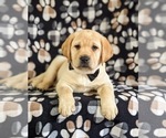 Small Photo #6 Labrador Retriever Puppy For Sale in LITITZ, PA, USA