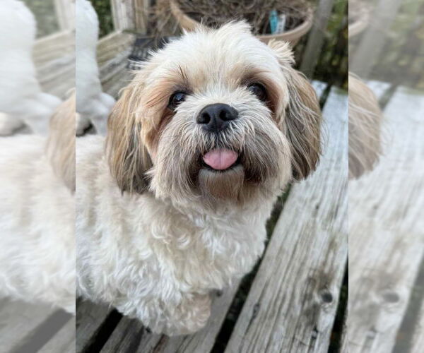 Medium Photo #2 Lhasa Apso Puppy For Sale in Walnutport, PA, USA