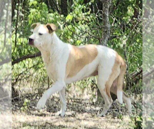Medium Photo #1 American Staffordshire Terrier-Unknown Mix Puppy For Sale in San Antonio, TX, USA