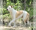 Small American Staffordshire Terrier Mix