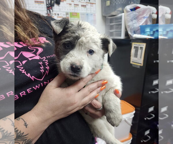 Medium Photo #2 Mutt Puppy For Sale in Fargo, ND, USA
