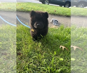 Chow Chow Puppy for sale in PARK FOREST, IL, USA