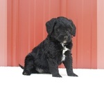 Small Aussiedoodle Miniature 