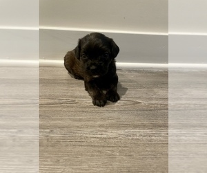 French Bulldog-Poodle (Toy) Mix Puppy for sale in SUITLAND, MD, USA