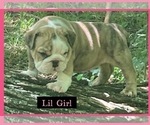 Puppy Molly English Bulldog