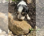 Puppy Daisy Bernedoodle-Bluetick Coonhound Mix