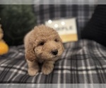 Small #18 Goldendoodle