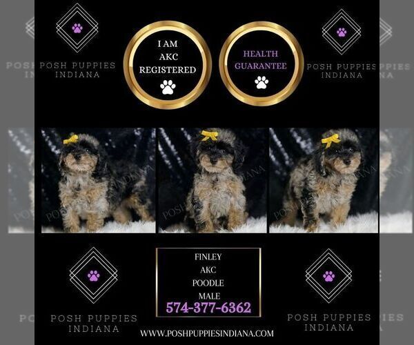 Medium Photo #2 Poodle (Toy) Puppy For Sale in WARSAW, IN, USA