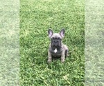 Small Photo #43 French Bulldog Puppy For Sale in WHITTIER, CA, USA