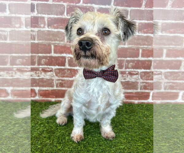 Medium Photo #1 Mutt Puppy For Sale in Corona, CA, USA