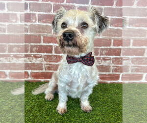 Mutt Dogs for adoption in Corona, CA, USA