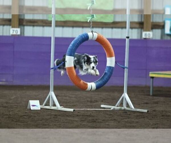 Medium Photo #12 Border Collie Puppy For Sale in MOSIER, OR, USA