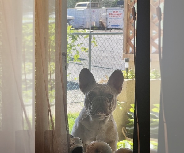 Medium Photo #7 French Bulldog Puppy For Sale in DELTA, CO, USA