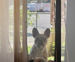 Small #6 French Bulldog