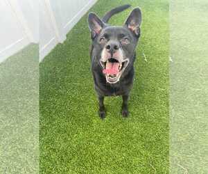 Sadie - Female Labrador Retriever-Unknown Mix Dog for Adoption - Photo #8