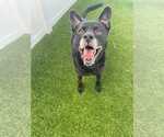 Small #7 Labrador Retriever Mix
