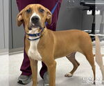 Small #1 Labrador Retriever Mix