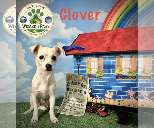 Medium Photo #1 Chihuahua-Unknown Mix Puppy For Sale in Arcadia, FL, USA