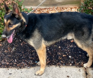 Father of the German Shepherd Dog puppies born on 11/03/2025