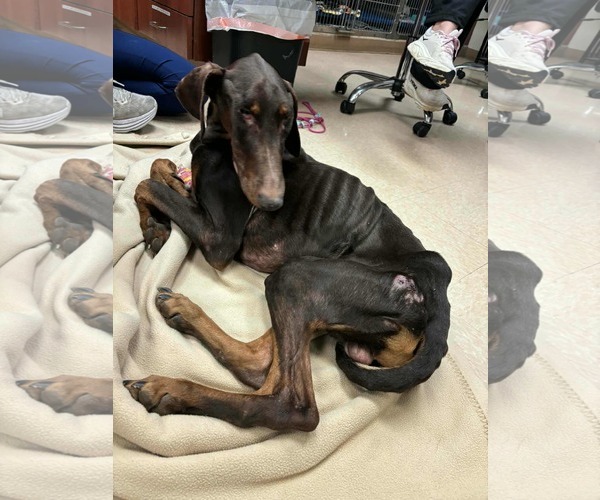 Medium Photo #2 Doberman Pinscher Puppy For Sale in Aurora, OH, USA