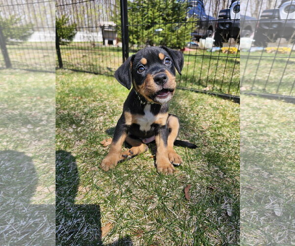 Medium Photo #1 American Pit Bull Terrier-Bernese Mountain Dog Mix Puppy For Sale in Rockaway, NJ, USA